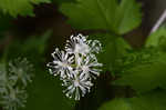 White baneberry <BR>Doll's eyes